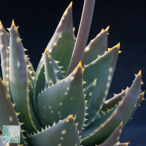 Aloe distans, close up of the plant apex.  (photography of products not covered by this offer, for descriptive purposes only)