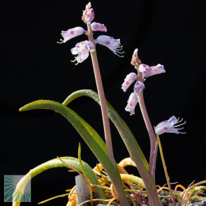 Lachenalia pustulata, image of the whole specimen (photography of products not covered by this offer, for descriptive purposes only).