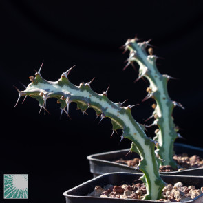 Euphorbia knuthii, image of the whole specimen.