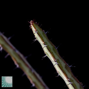 Euphorbia tenuispinosa, close up of the plant apex.