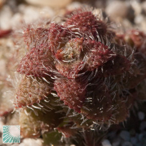Crassula setulosa, close up of the plant apex.