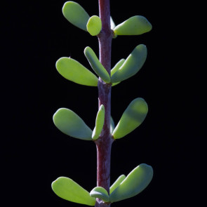 Ceraria fruticulosa, detail of the stem.