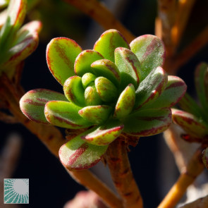 Aeonium × loartei, close up of the plant apex.