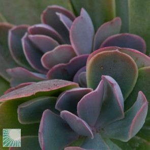 Echeveria guerrerensis, close up of the plant apex.