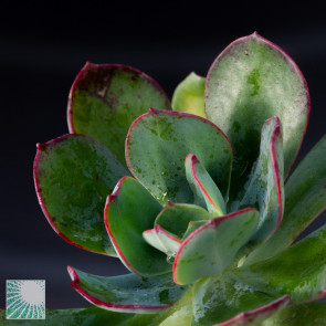 Echeveria nuda, close up of the plant apex.