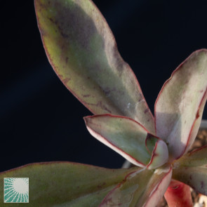 Echeveria penduliflora, close up of the plant apex.