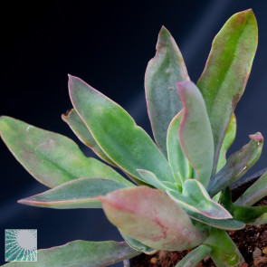 Echeveria pittieri, close up of the plant apex.