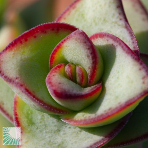 Crassula perfossa, close up of the plant apex.