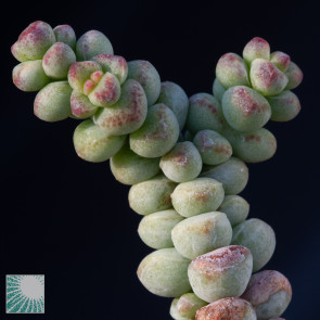 Crassula × cv. Baby’s Surprise, close up of the plant apex.