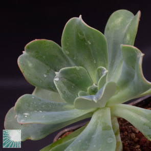 Echeveria procera, close up of the plant apex.