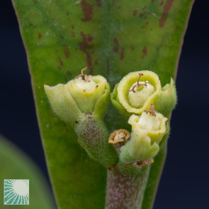 Euphorbia cupularis, inflorescence detail.