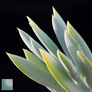 Senecio ficoides cv. Mount Everest, close up of the plant apex.
