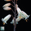 Aloe albiflora f. grandiflora, detail of the flowers.