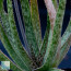 Aloe albiflora f. grandiflora, detail of the leaves.