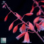 Aloe bellatula, inflorescence detail.