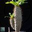 Pachypodium lamerei f. fiherensis, whole plant.