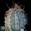 Astrophytum capricorne, mature specimen (photography of products not covered by this offer, for descriptive purposes only).