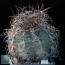 Astrophytum capricorne var. minus, mature specimen (photography of products not covered by this offer, for descriptive purposes only).