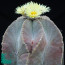 Astrophytum myriostigma, flowering specimen (photography of products not covered by this offer, for descriptive purposes only).