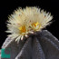 Astrophytum myriostigma var. columnare, flowering specimen (photography of products not covered by this offer, for descriptive purposes only).