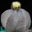 Astrophytum myriostigma var. tulense, flowering specimen (photography of products not covered by this offer, for descriptive purposes only).