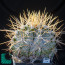 Astrophytum ornatum, mature specimen (photography of products not covered by this offer, for descriptive purposes only).