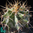 Astrophytum ornatum f. mirbellii, mature specimen (photography of products not covered by this offer, for descriptive purposes only).