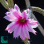 Echinocereus poselgeri, close-up of the flower (photography of products not covered by this offer, for descriptive purposes only).