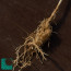 Echinocereus poselgeri, detail of the roots.