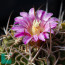 Stenocactus lamellosus, flowering specimen (photography of products not covered by this offer, for descriptive purposes only).