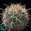 Ferocactus cylindraceus ssp. eastwoodiae, mature specimen (photography of products not covered by this offer, for descriptive purposes only).