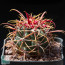 Ferocactus gracilis, whole plant.