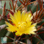 Ferocactus lindsayi, close-up of the flower.