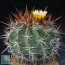 Ferocactus lindsayi, whole plant.