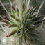 Grusonia bradtiana, close up of the plant apex.
