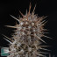 Cleistocactus sextonianus, close up of the plant apex.