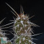 Cleistocactus sextonianus, close up of the plant apex.