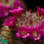 Mammillaria duoformis, flowering specimen (photography of products not covered by this offer, for descriptive purposes only).