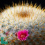 Mammillaria flavicentra, flowering specimen (photography of products not covered by this offer, for descriptive purposes only).