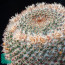 Mammillaria formosa, close up of the plant apex (photography of products not covered by this offer, for descriptive purposes only).