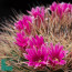 Mammillaria melanocentra, flowering specimen (photography of products not covered by this offer, for descriptive purposes only).
