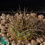 Mammillaria melanocentra, image of the whole specimen.