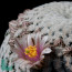 Mammillaria pectinifera, flowering specimen (photography of products not covered by this offer, for descriptive purposes only).