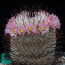 Mammillaria perezdelarosae, flowering specimen (photography of products not covered by this offer, for descriptive purposes only).