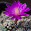 Mammillaria theresae, flowering specimen (photography of products not covered by this offer, for descriptive purposes only).