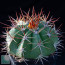 Melocactus brumadoensis, whole plant.