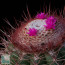 Melocactus itabirabensis, detail of the flowers (sample photo, not the object of sale).