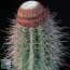 Melocactus itabirabensis, mature specimen (it is not the plant offered)