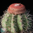 Melocactus oreas, whole plant (photography of products not covered by this offer, for descriptive purposes only).