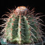 Melocactus oreas, whole plant.